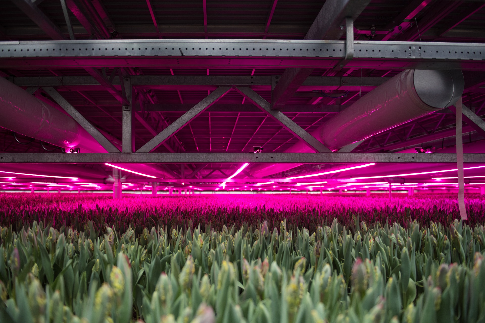 Greenhouse Grow lights 