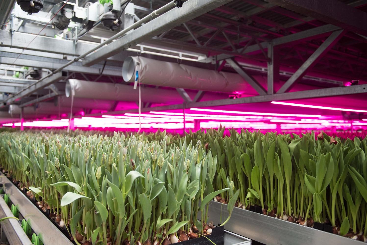 Growing benches for greenhouses