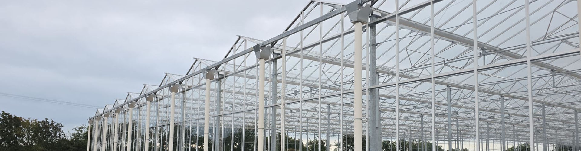 Strawberry Project Ireland