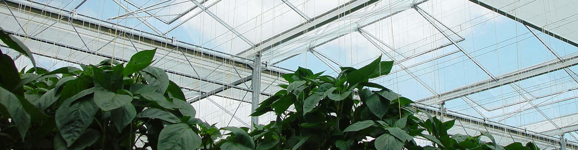 Greenhouses Screening Systems 